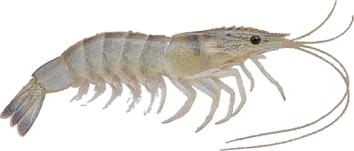 Litopenaeus vannamei