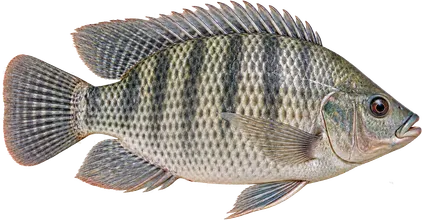 Oreochromis niloticus