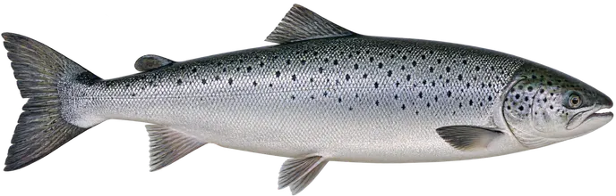 Salmo salar